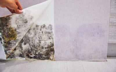 What Are The Dangers Of Toxic Mould?